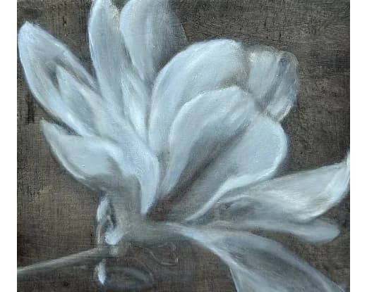 Magnolia I