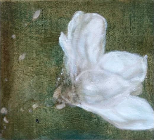 Magnolia II